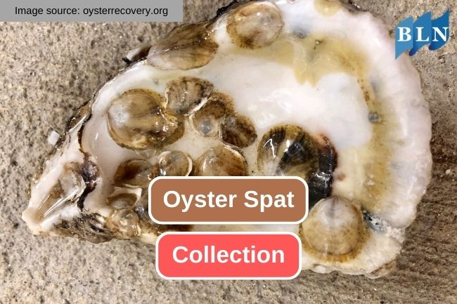 How Oyster Spat Collection Process Works